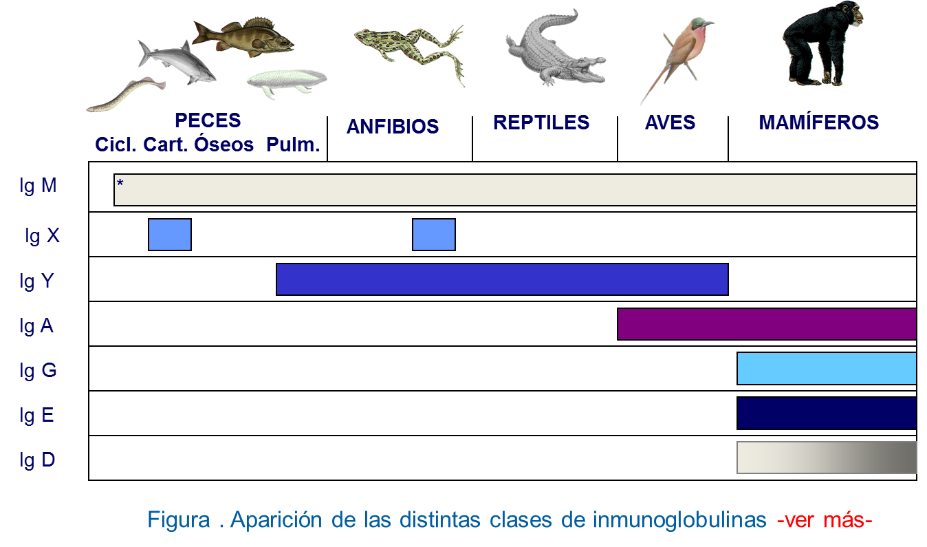 Aparición de las clases de inmunoglobulinas a lo largo de la escala filogenética de los vertebrados