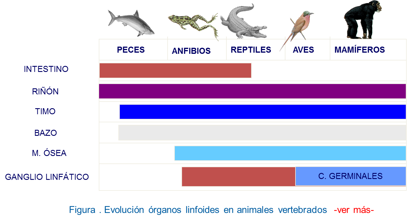 Se muestra la evolución de los órganos linfoides en los animales vertebrados. Únicamente en aves y mamíferos, animales homeotermos de sangre caliente, surgen los centros germinales.