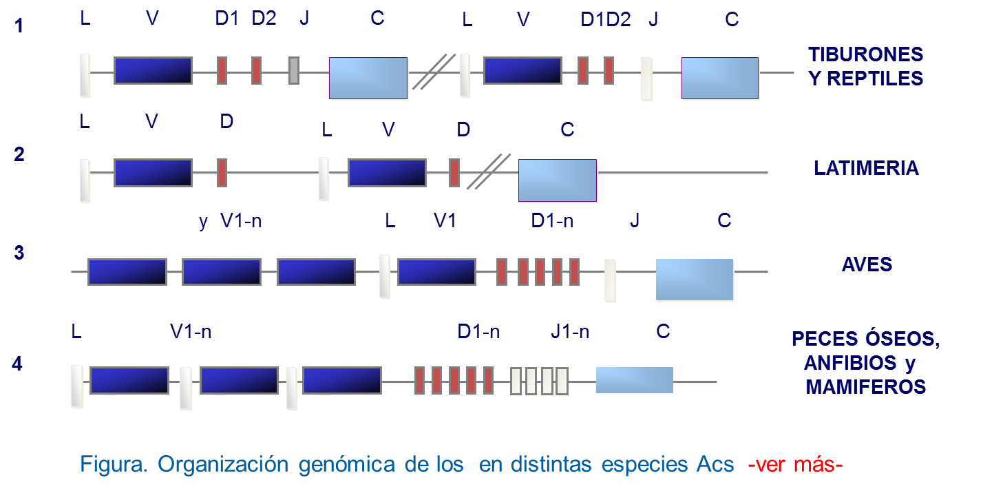 Organización genómica de los anticuerpos en distintas especies de animales vertebrados estudiados. Al menos se han encontrado 4 formas de organización génica de los anticuerpos y receptor de la célula T.