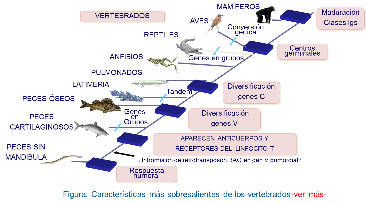 Resumen de las características de los animales vertebrados a lo largo de la escala filogenética con lo que respecta fundamentalmente a los anticuerpos y a sus genes